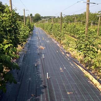 Bodenschutzgewebe von Glaeser Grow