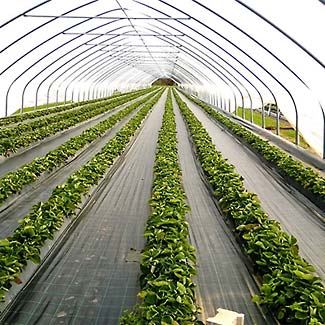 Bodengewebe von Glaeser Grow