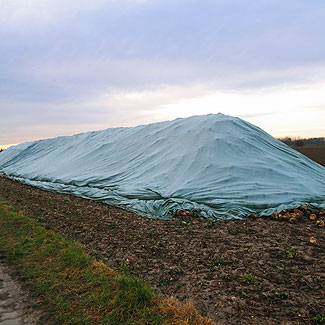 Vlies für Zuckerrüben