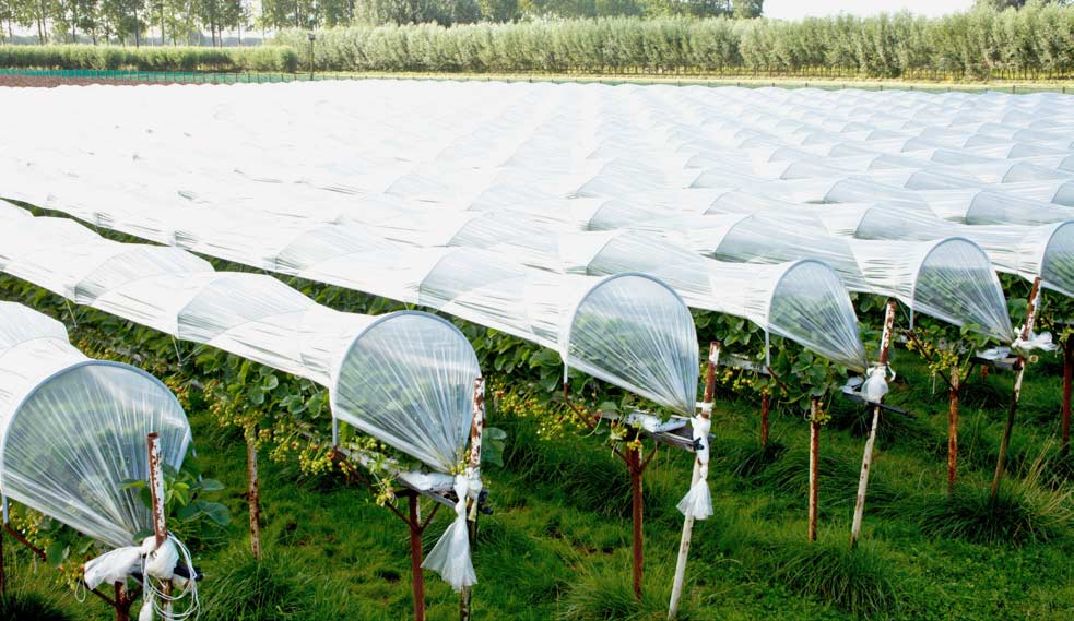 Minitunnel von Glaeser Grow