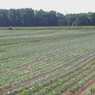 Wetter- und Vogelschutznetz von Glaeser Grow