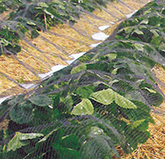Hagelschutznetz von Glaeser Grow