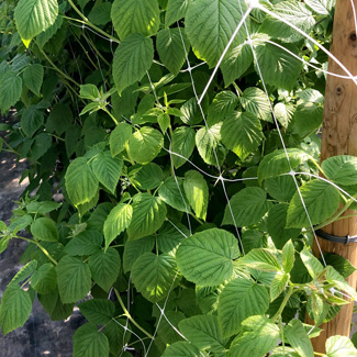 Schattiernetz von Glaeser Grow