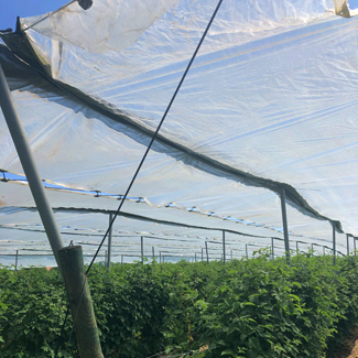 Multiklimanetz von Glaeser Grow
