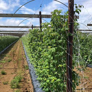Schattiernetz von Glaeser Grow