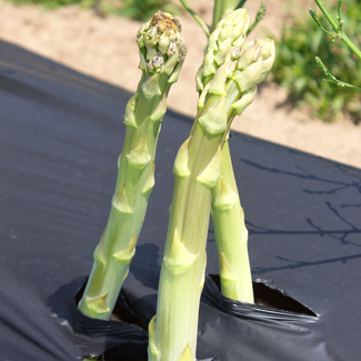 Biofolie/Grünspargelfolie von Glaeser Grow