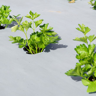Biofolie von Glaeser Grow