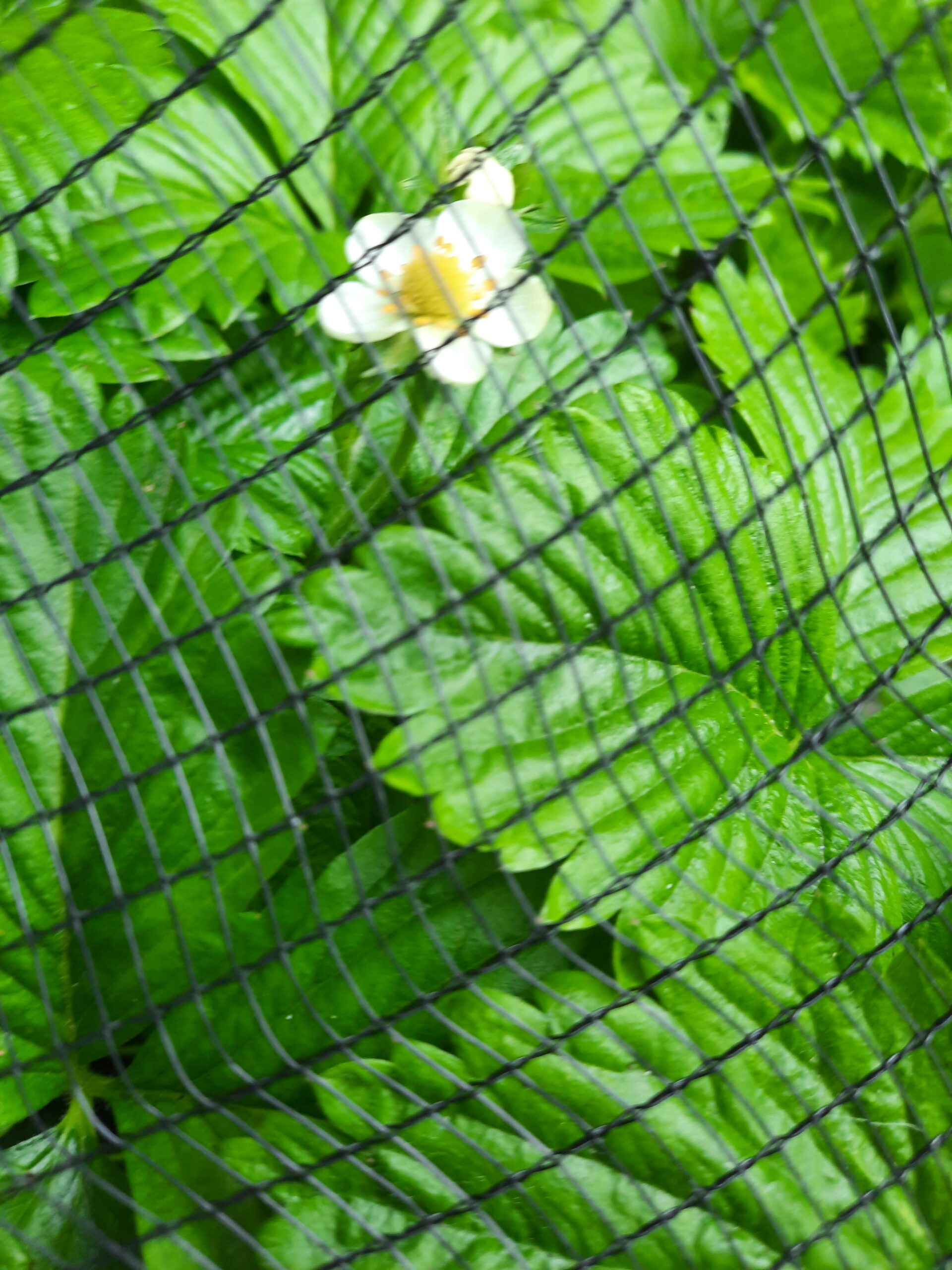 Hagelschutznetz von Glaeser Grow