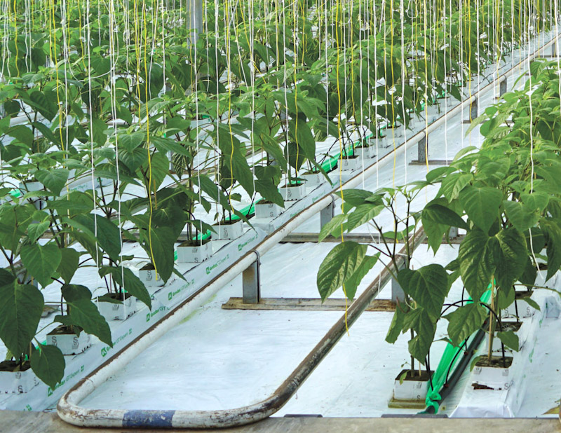 Mulchvlies von Glaeser Grow