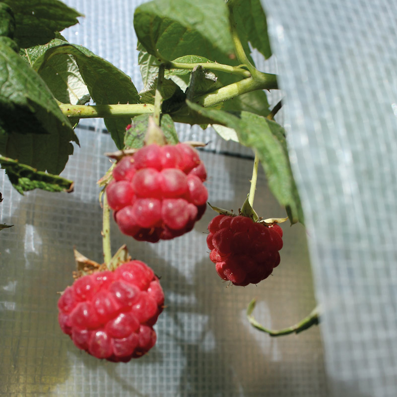 Multiklimanetz von Glaeser Grow