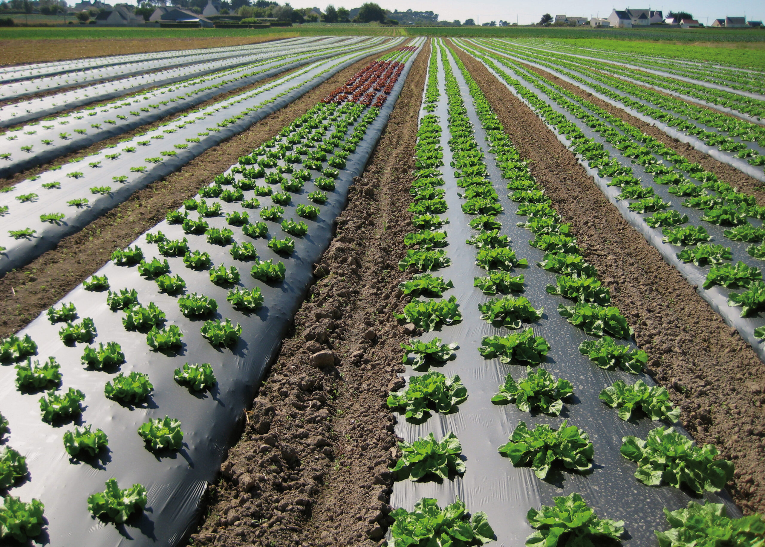 Biofolie von Glaeser Grow
