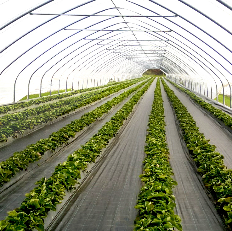 Bodengewebe von Glaeser Grow